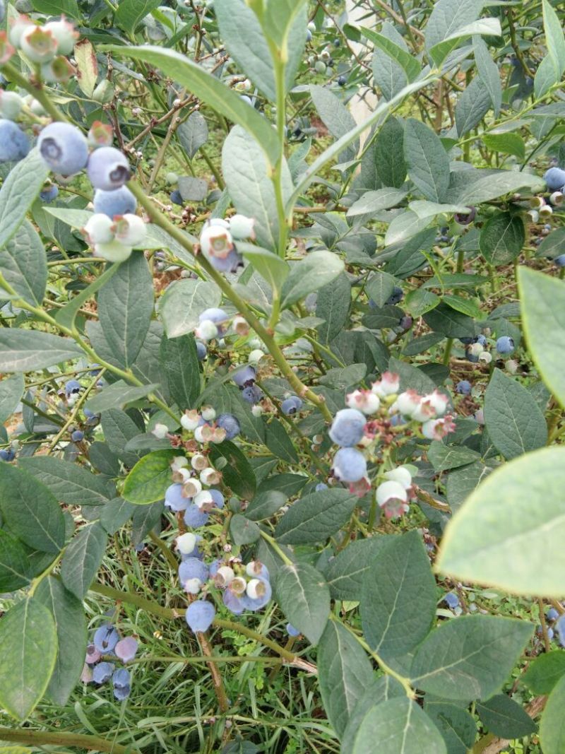 蓝莓鲜果2~4mm以上