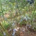 蓝莓鲜果2~4mm以上