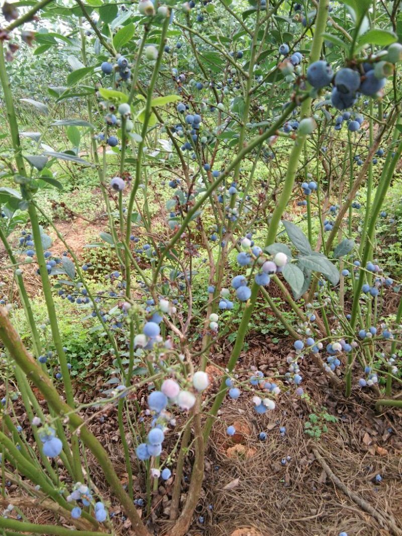 蓝莓鲜果2~4mm以上