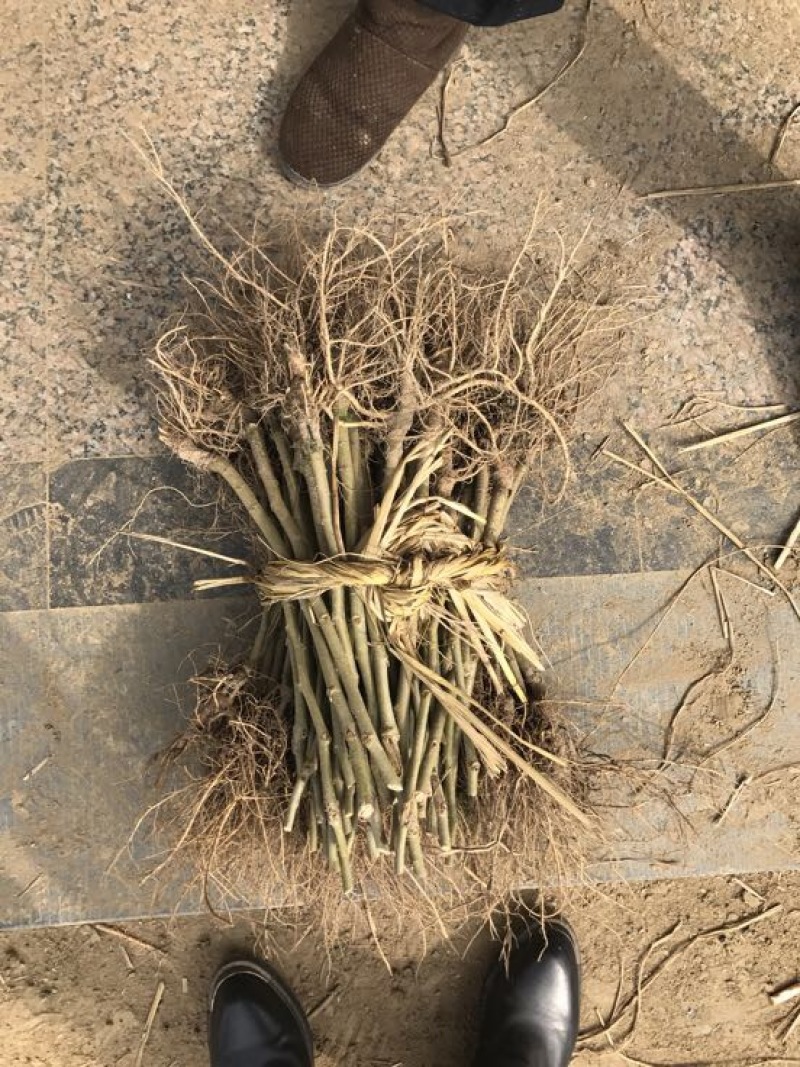 四季果桑树苗40~50cm