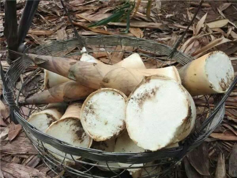 竹苗麻竹苗麻笋苗甜竹苗埔田竹笋品种独特