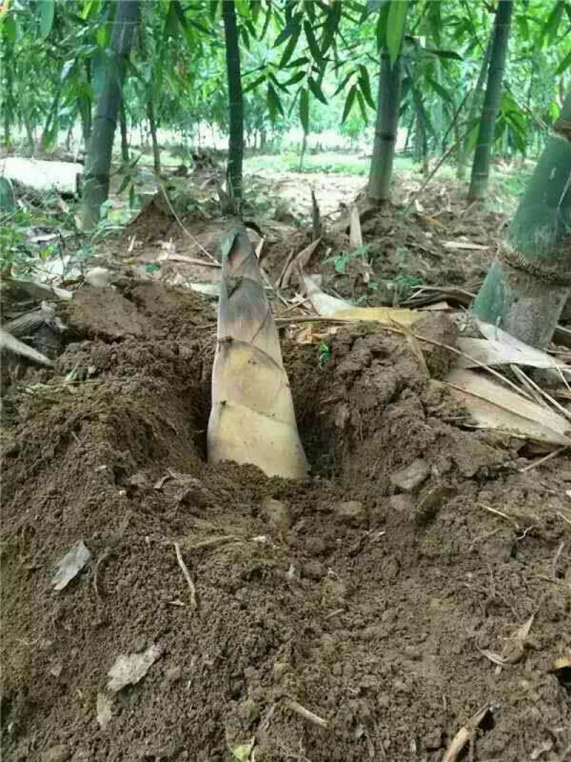 竹苗麻竹苗麻笋苗甜竹苗埔田竹笋品种独特