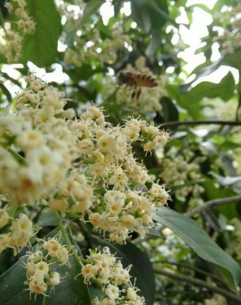 蜂蜜土蜂蜜2斤装，欢迎各位下单，自家养殖蜜蜂产蜜