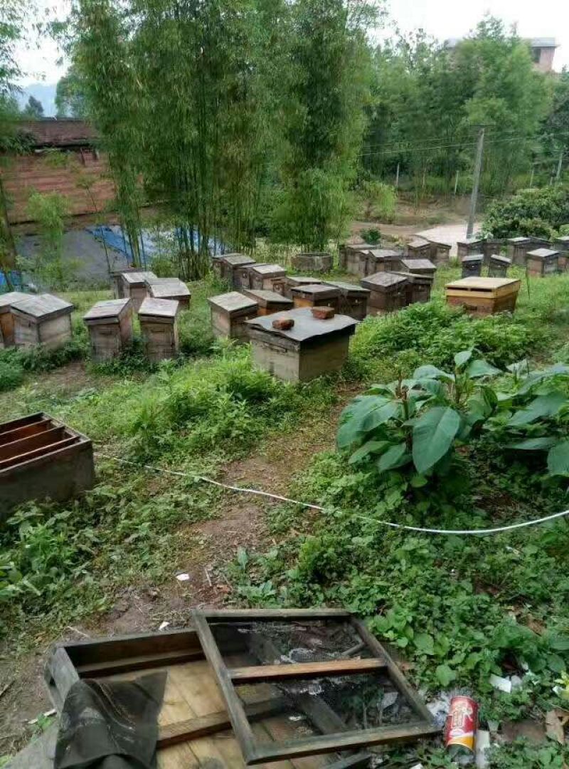 蜂蜜土蜂蜜2斤装，欢迎各位下单，自家养殖蜜蜂产蜜
