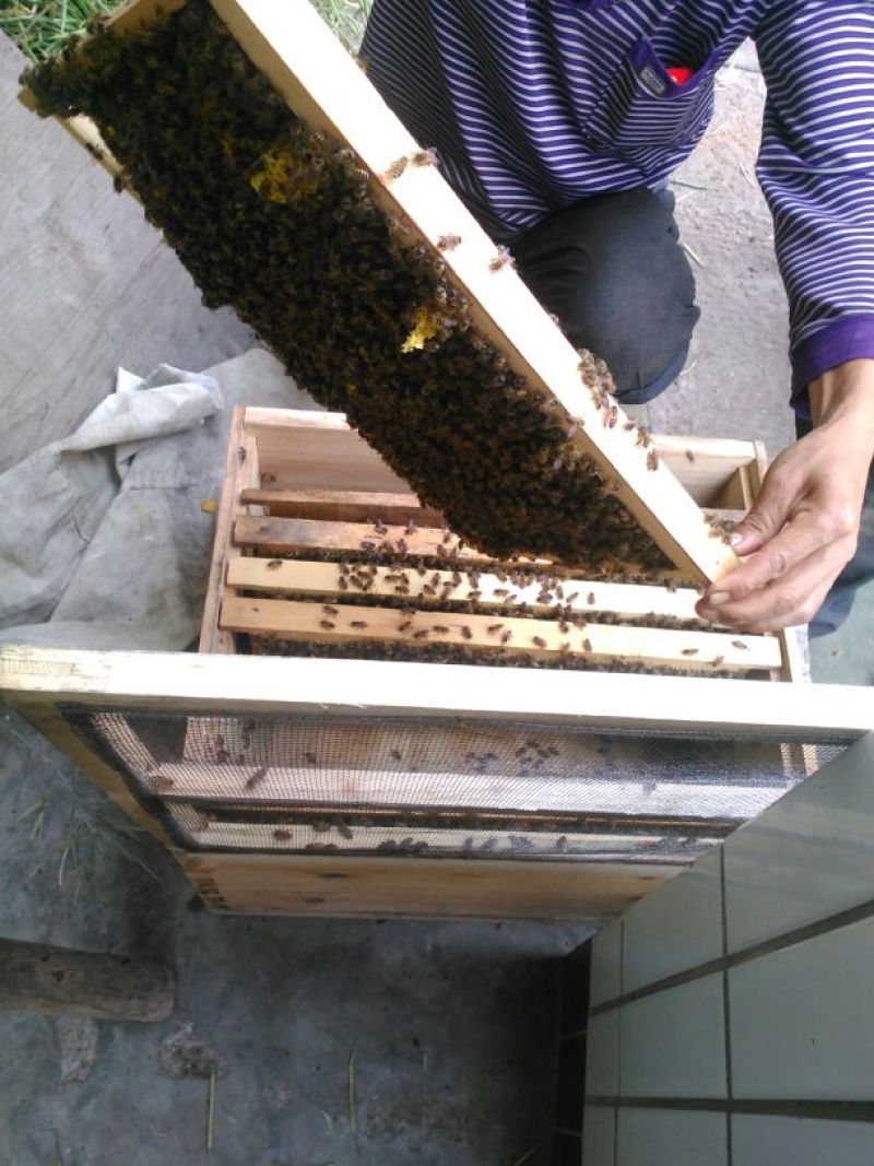 蜂蜜土蜂蜜2斤装，欢迎各位下单，自家养殖蜜蜂产蜜