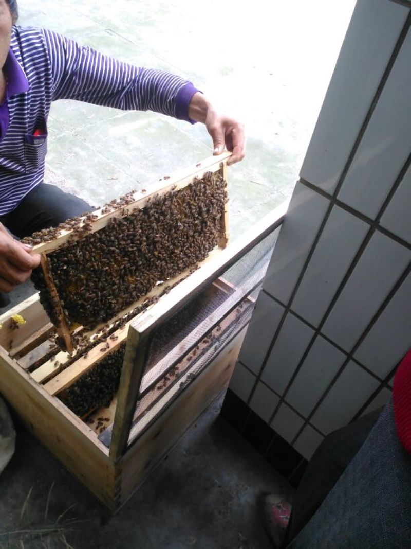 蜂蜜土蜂蜜2斤装，欢迎各位下单，自家养殖蜜蜂产蜜