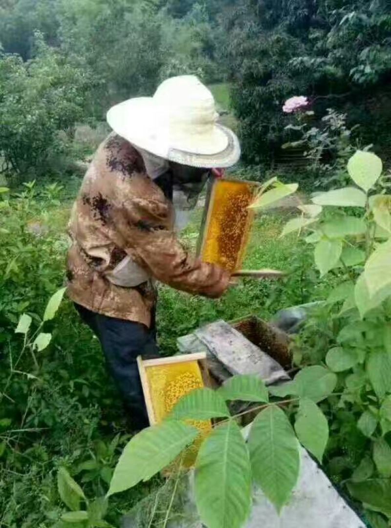 蜂蜜土蜂蜜2斤装，欢迎各位下单，自家养殖蜜蜂产蜜