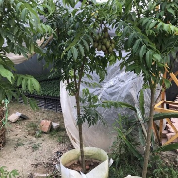 橄榄树苗