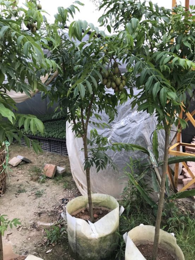 橄榄树苗