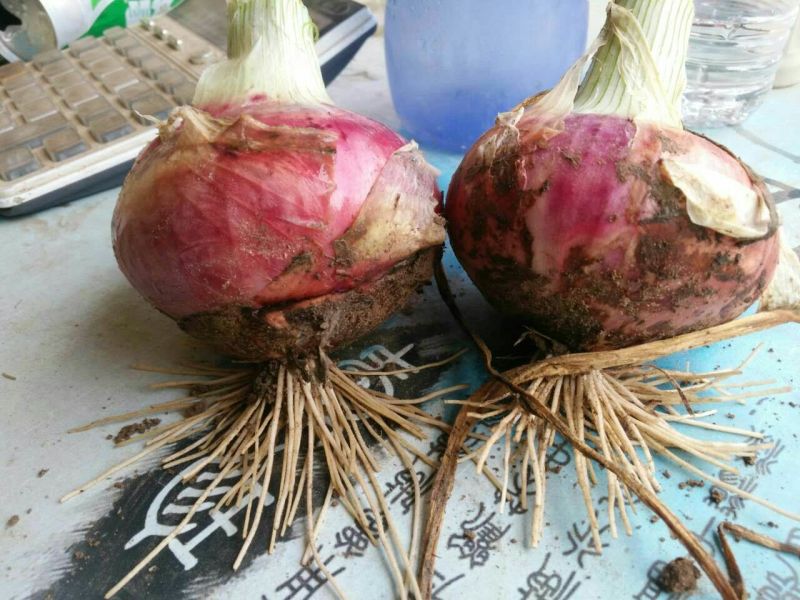 红皮洋葱8厘米以上