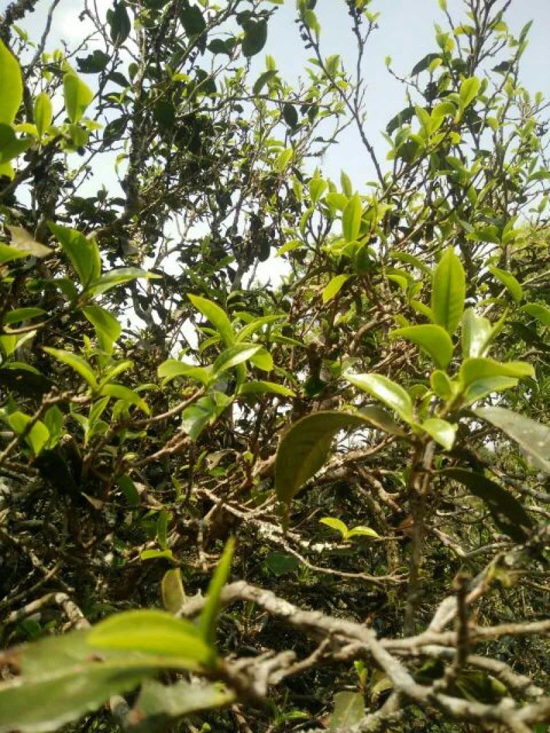 普洱茶特级