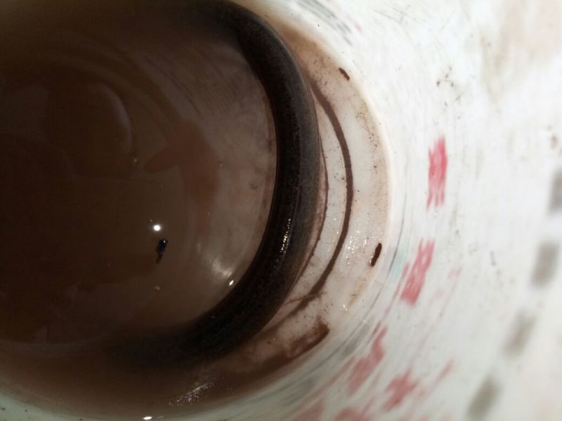 野鲤食用2两