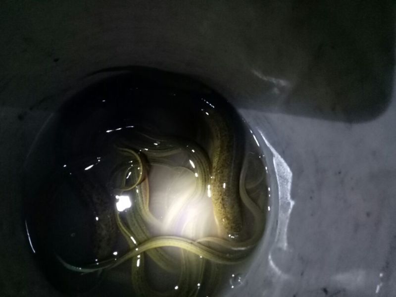 野鲤食用2两