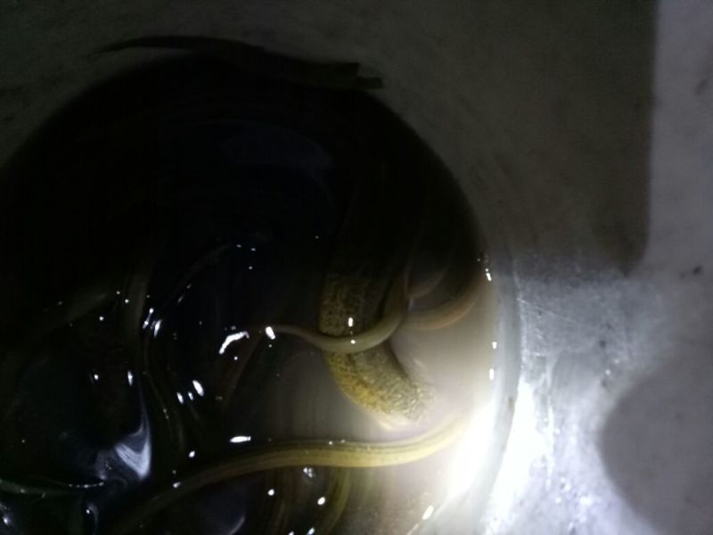 野鲤食用2两