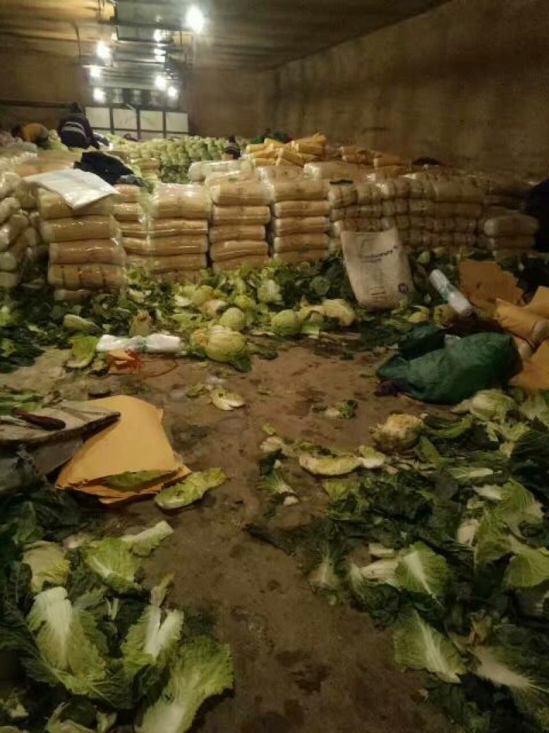 张北玲珑黄，黄心大白菜外表青秀，不烧心不烧边产地直发，
