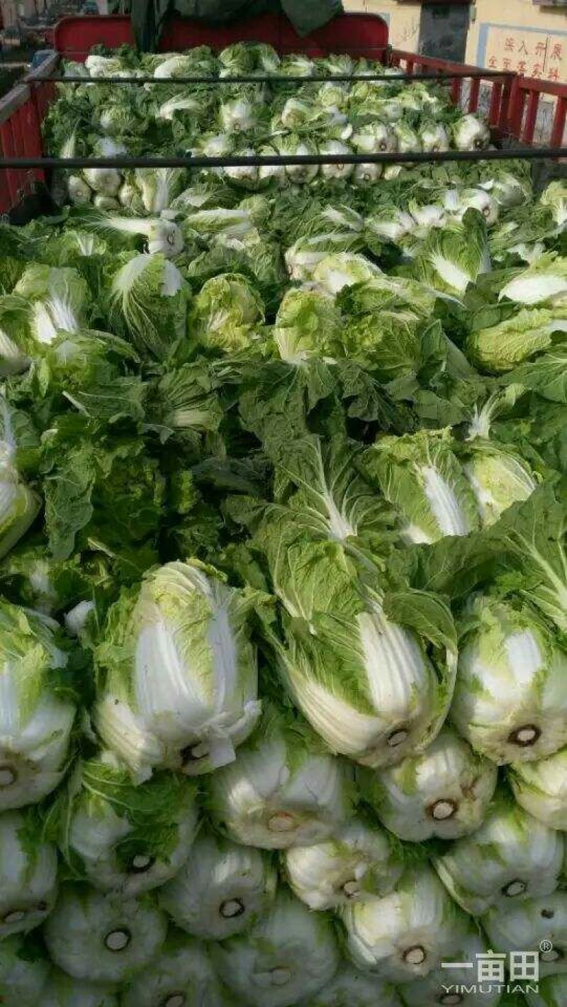 河北黄心大白菜，玲珑黄大白菜，外表青秀，产地直供一手货源