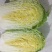 河北黄心大白菜，玲珑黄大白菜，外表青秀，产地直供一手货源