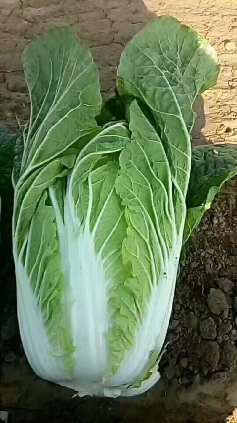 河北黄心大白菜，玲珑黄大白菜，外表青秀，产地直供一手货源