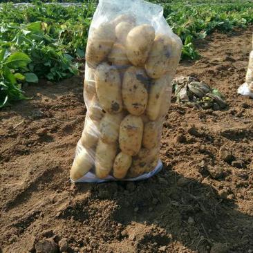 土豆透明袋土豆萝卜蔬菜保鲜袋各种蔬菜保鲜袋