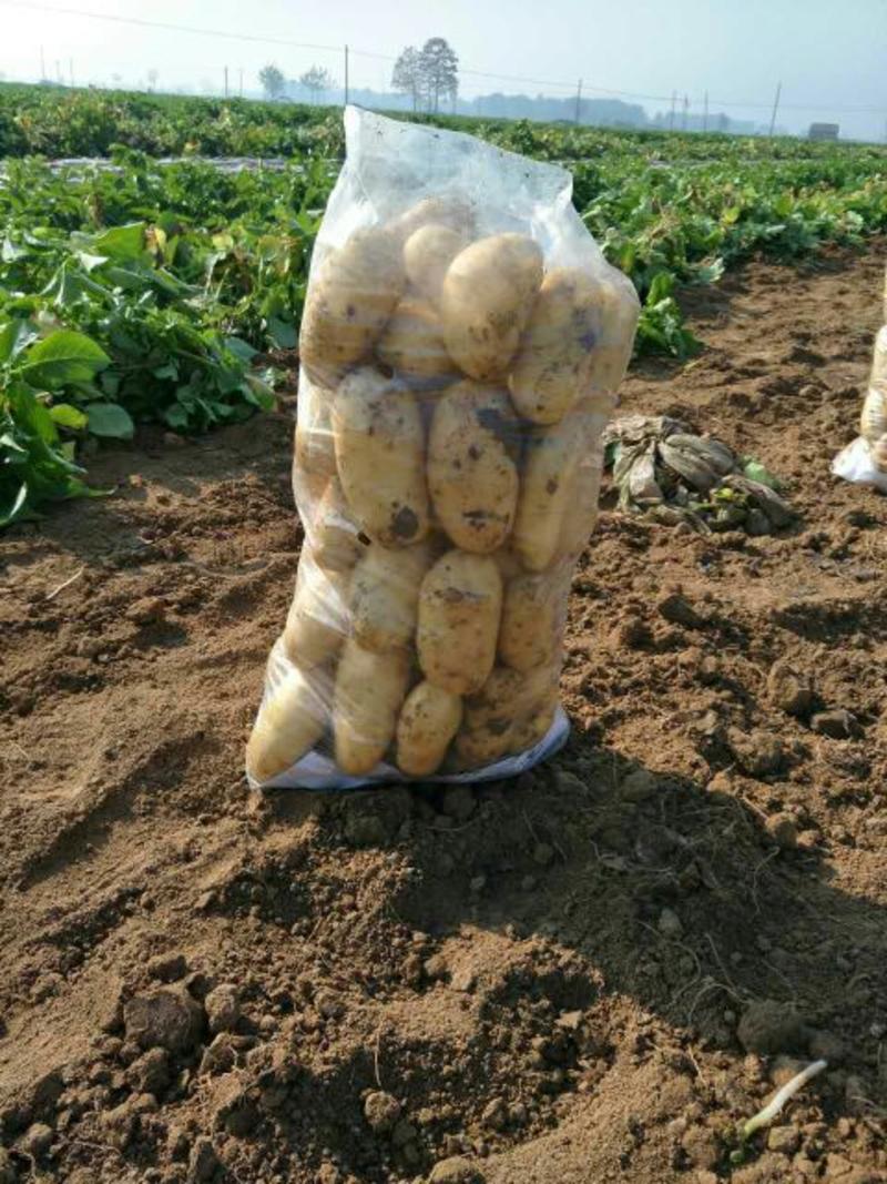 土豆透明袋土豆萝卜蔬菜保鲜袋各种蔬菜保鲜袋