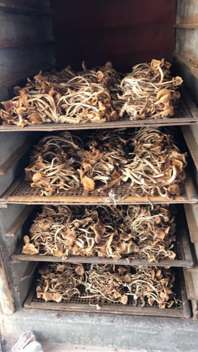 茶树菇