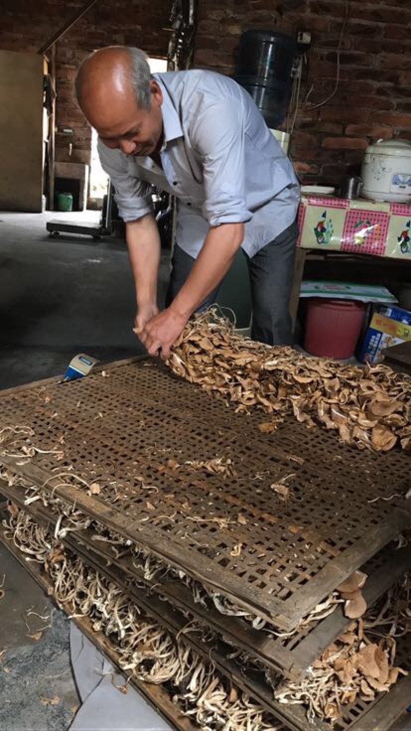 茶树菇