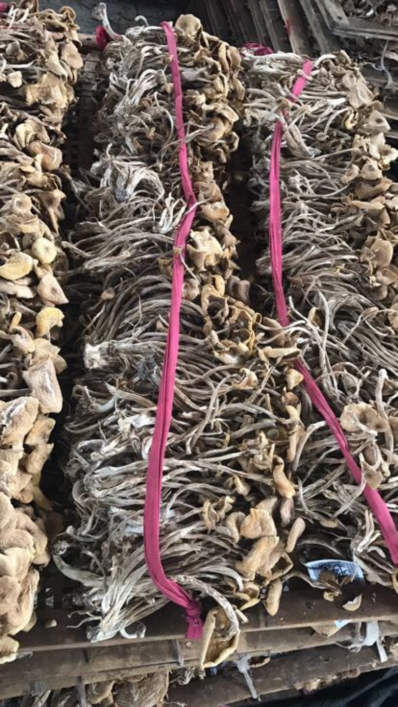茶树菇