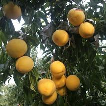黄金蜜桃树苗优质一级苗部分地区