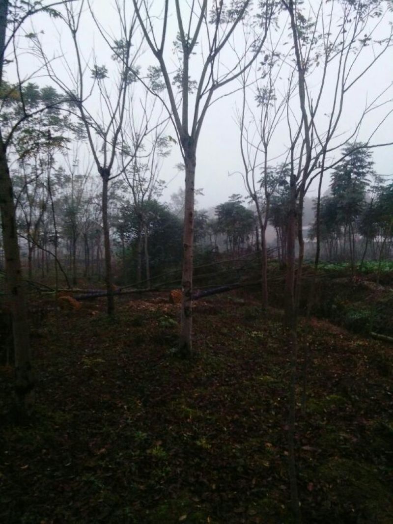 栾树（各种规格栾树）