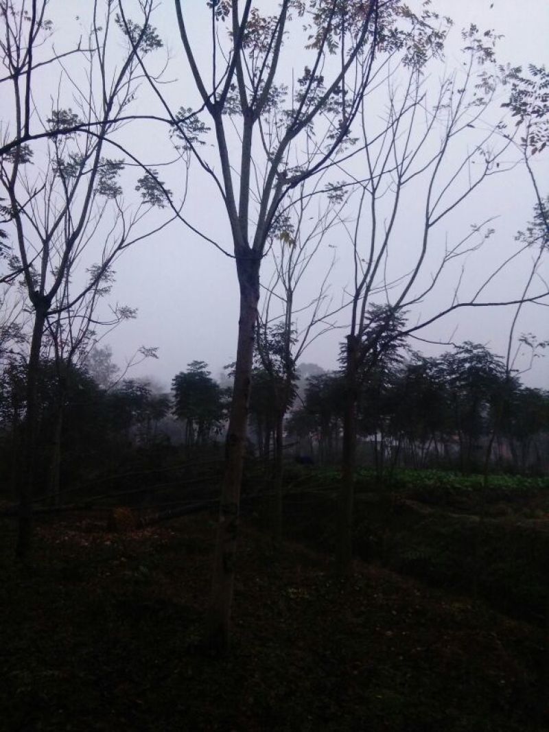栾树（各种规格栾树）