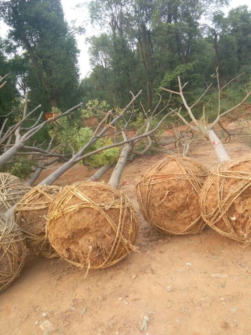 栾树（各种规格栾树）
