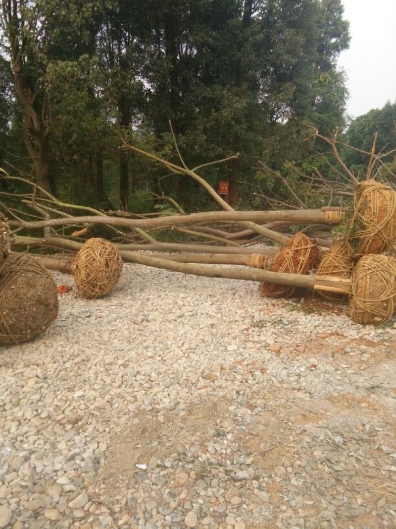栾树（各种规格栾树）