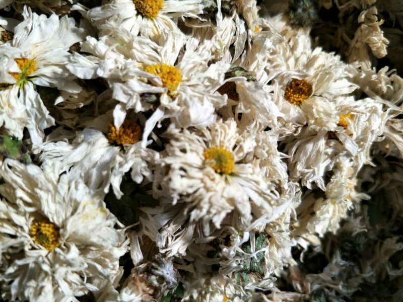 药用菊花散装