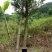 罗汉松树桩5~10cm