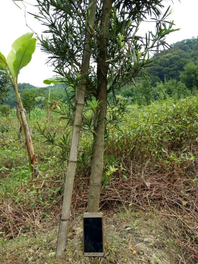 罗汉松树桩5~10cm