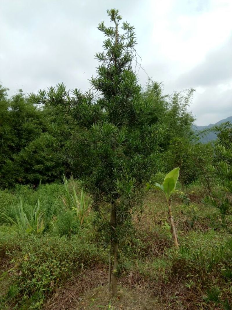 罗汉松树桩5~10cm