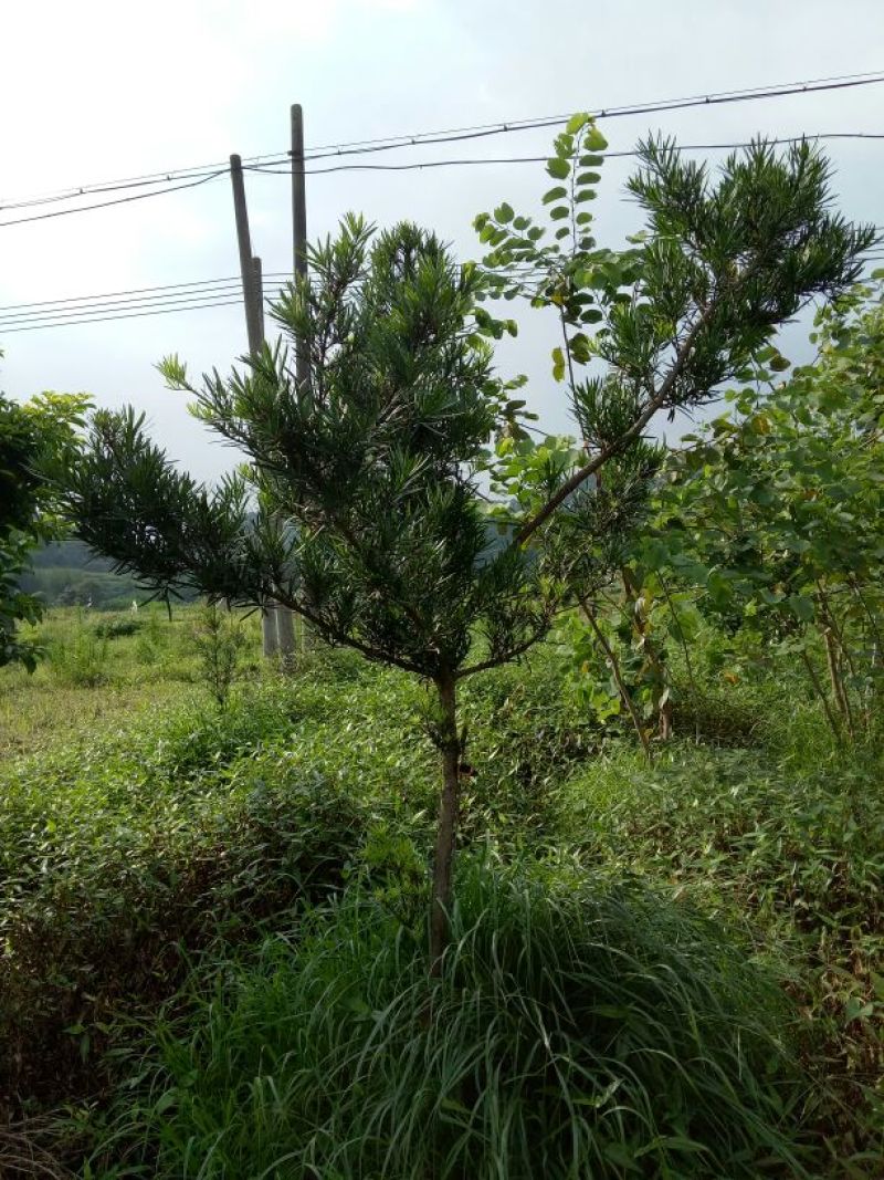 罗汉松树桩5~10cm