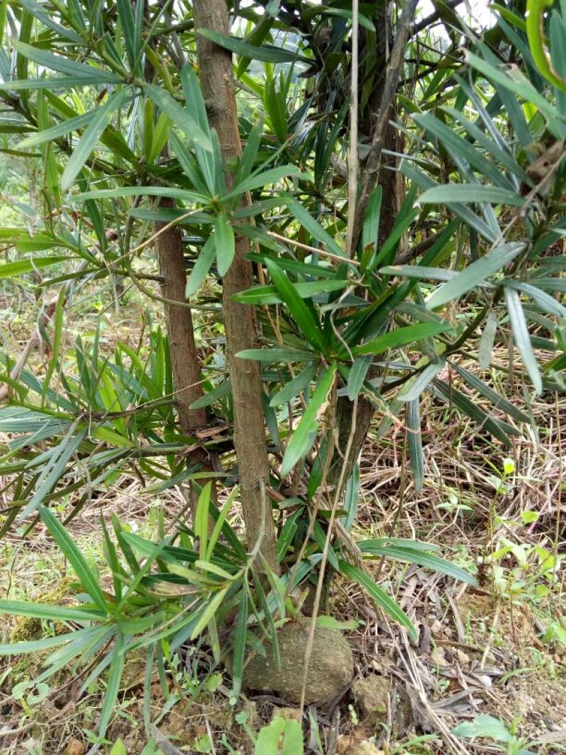 罗汉松树桩5~10cm