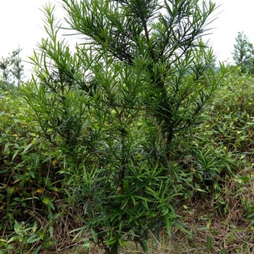 罗汉松树桩5~10cm