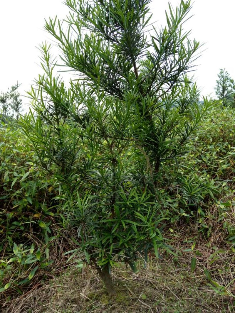 罗汉松树桩5~10cm