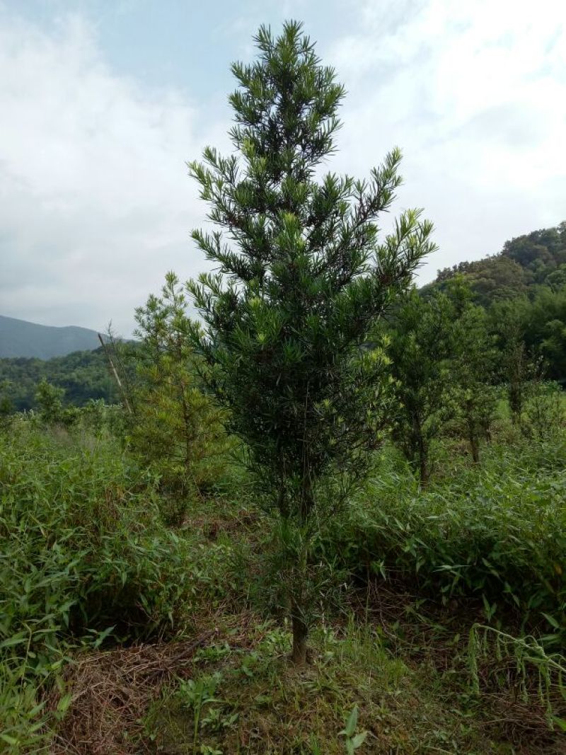 罗汉松树桩5~10cm