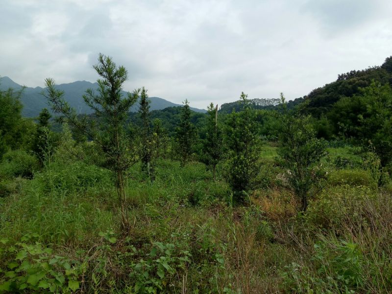 罗汉松树桩5~10cm
