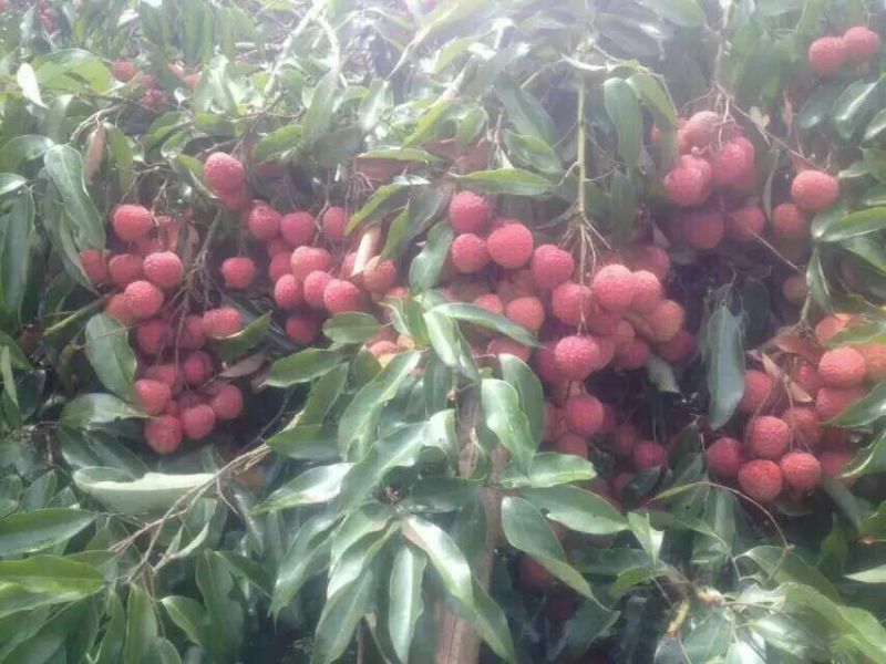 荔枝苗80~100cm