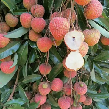 荔枝苗80~100cm