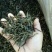 百年大树茶二级