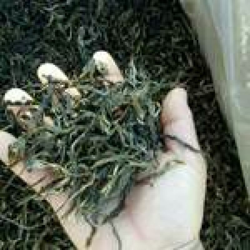 百年大树茶二级
