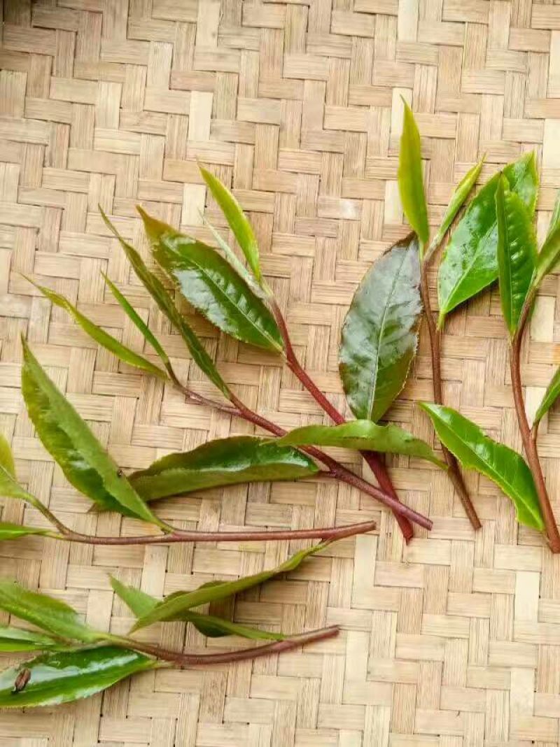 百年大树茶二级