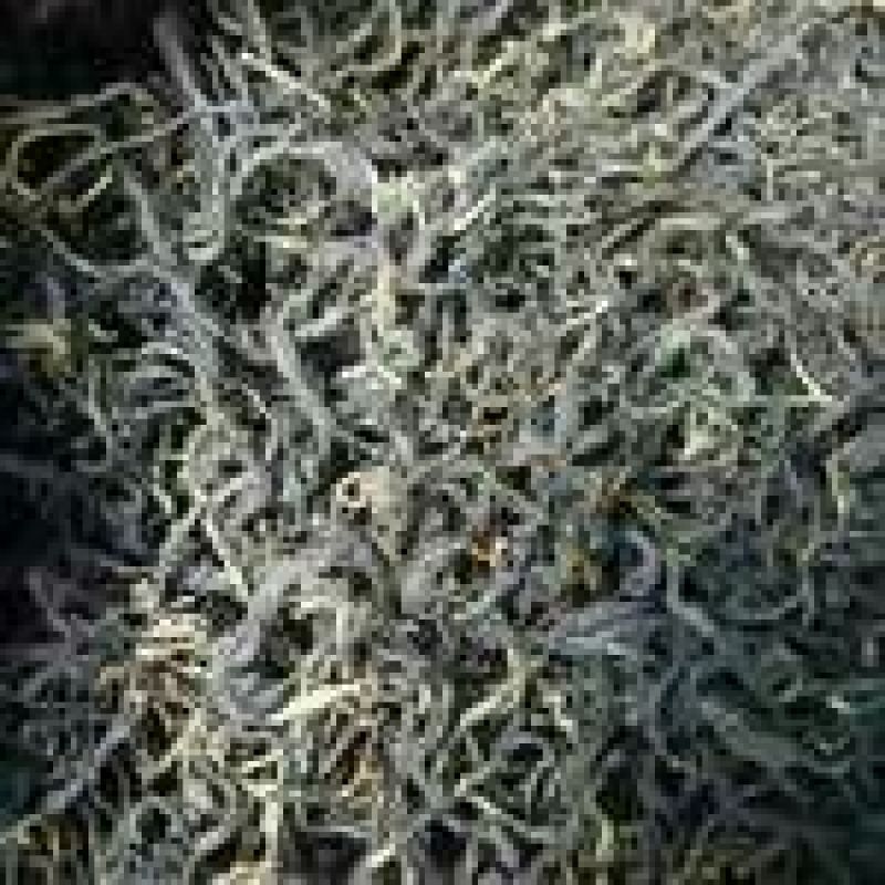百年大树茶二级