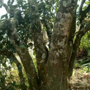 百年大树茶二级