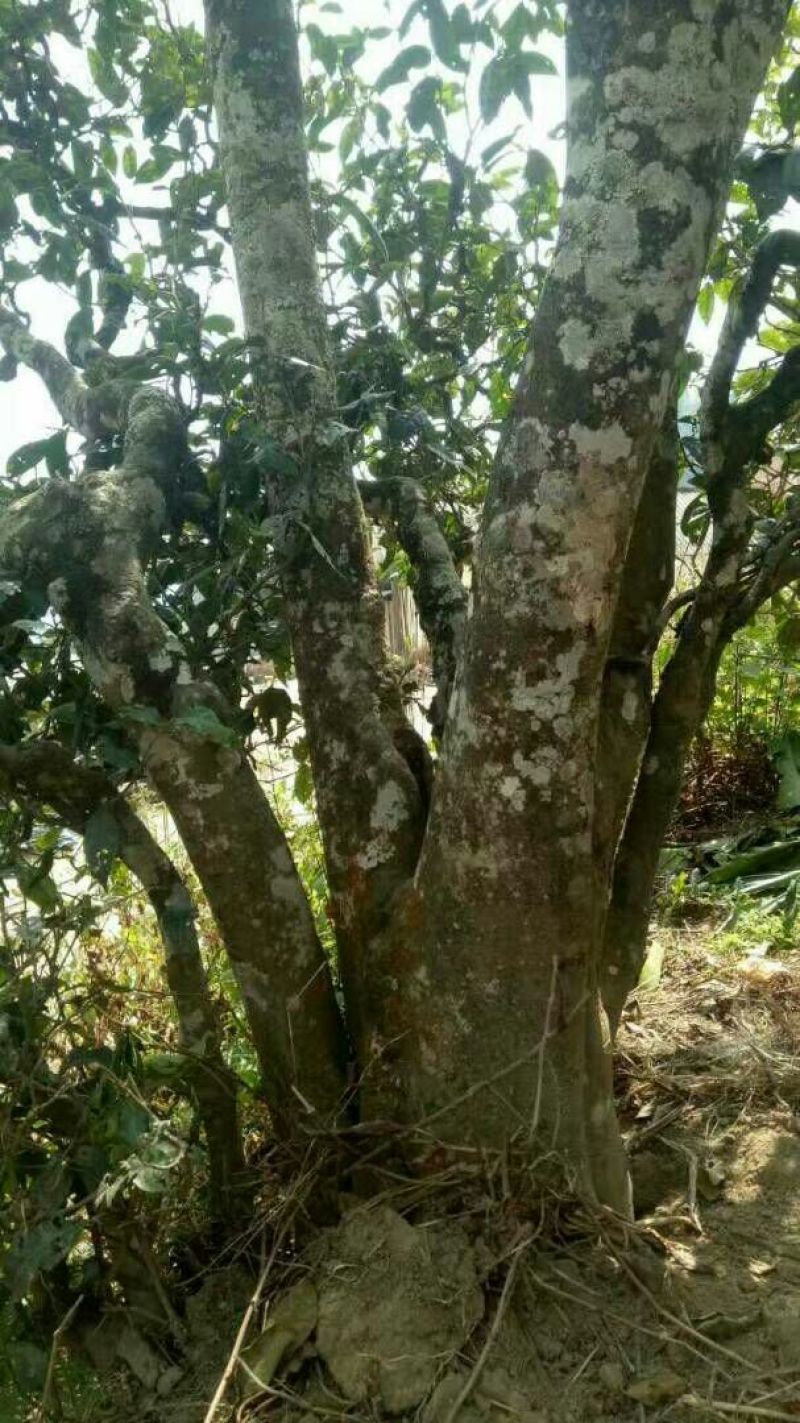 百年大树茶二级